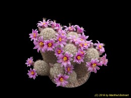 Mammillaria gueldemanniana 1565